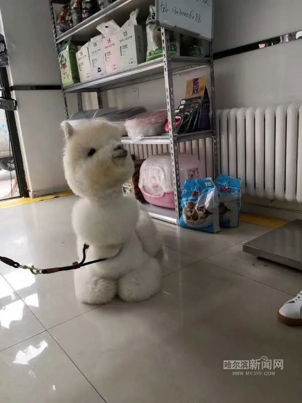 踏入异宠圈你想好了吗?丨刺猬、蜘蛛、羊驼、蟑螂……获取渠道或涉违法,如弃养更会危害公共安全