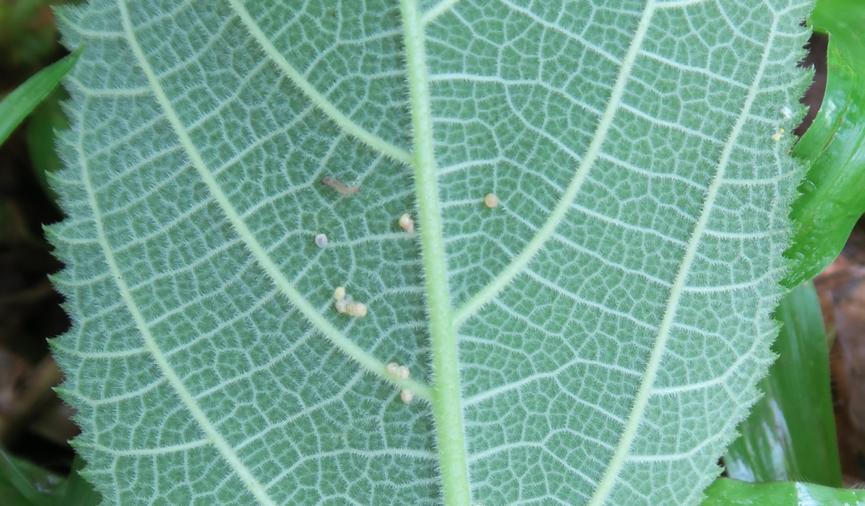 无花果抗虫,无花果的抗癌效果怎样