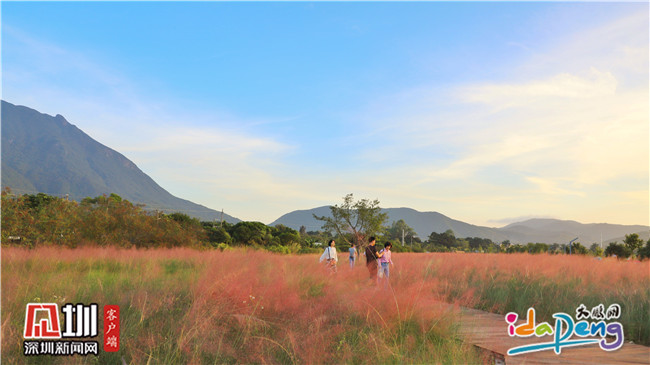 七娘山下禾塘湿地公园,大鹏禾塘湿地公园粉黛乱子草