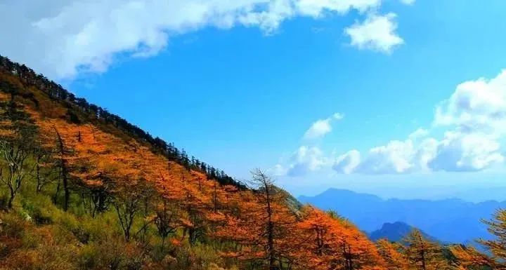 曲江秋天风景,曲江的秋色