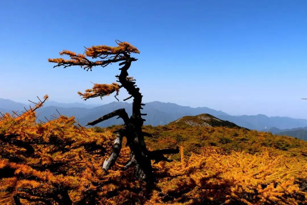 曲江秋天风景,曲江的秋色