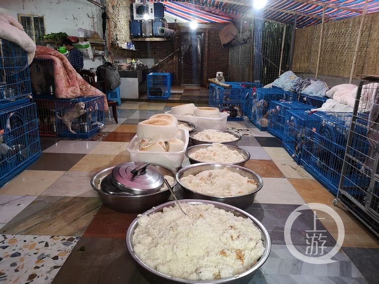 68岁老人收养1300只小动物,68岁老奶奶收养1300只流浪动物