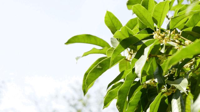 唇膏选不对有致癌风险,唇膏致癌真假