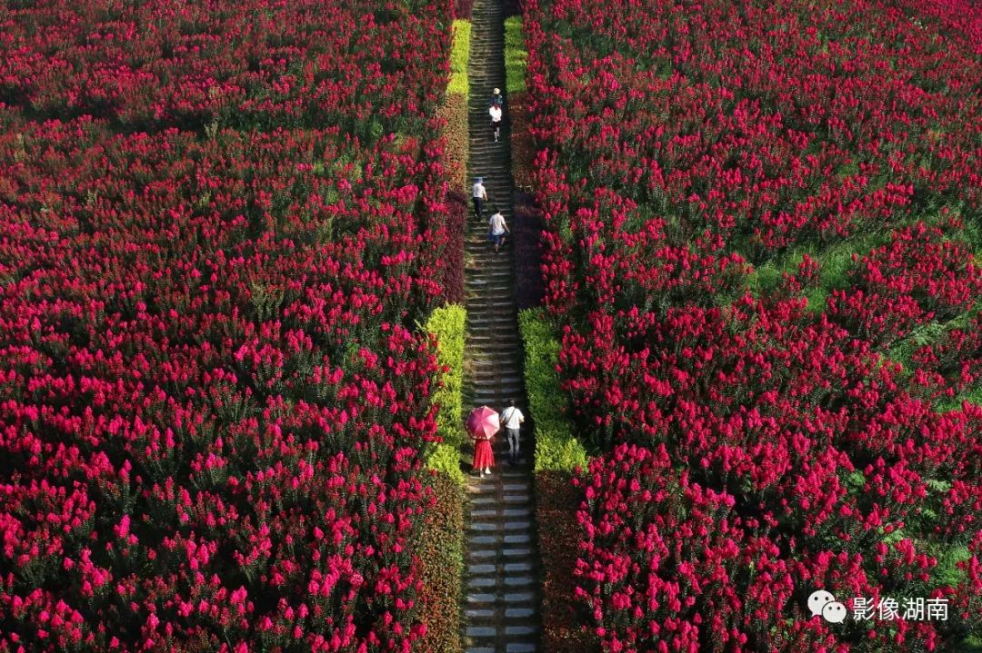 一篇迟到的推文,一篇迟到的作文