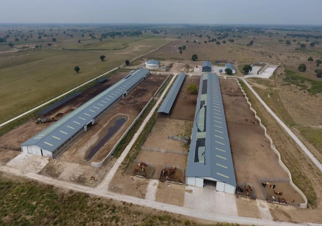 内蒙古赤峰天山的牛,通辽的牛和赤峰的牛区别