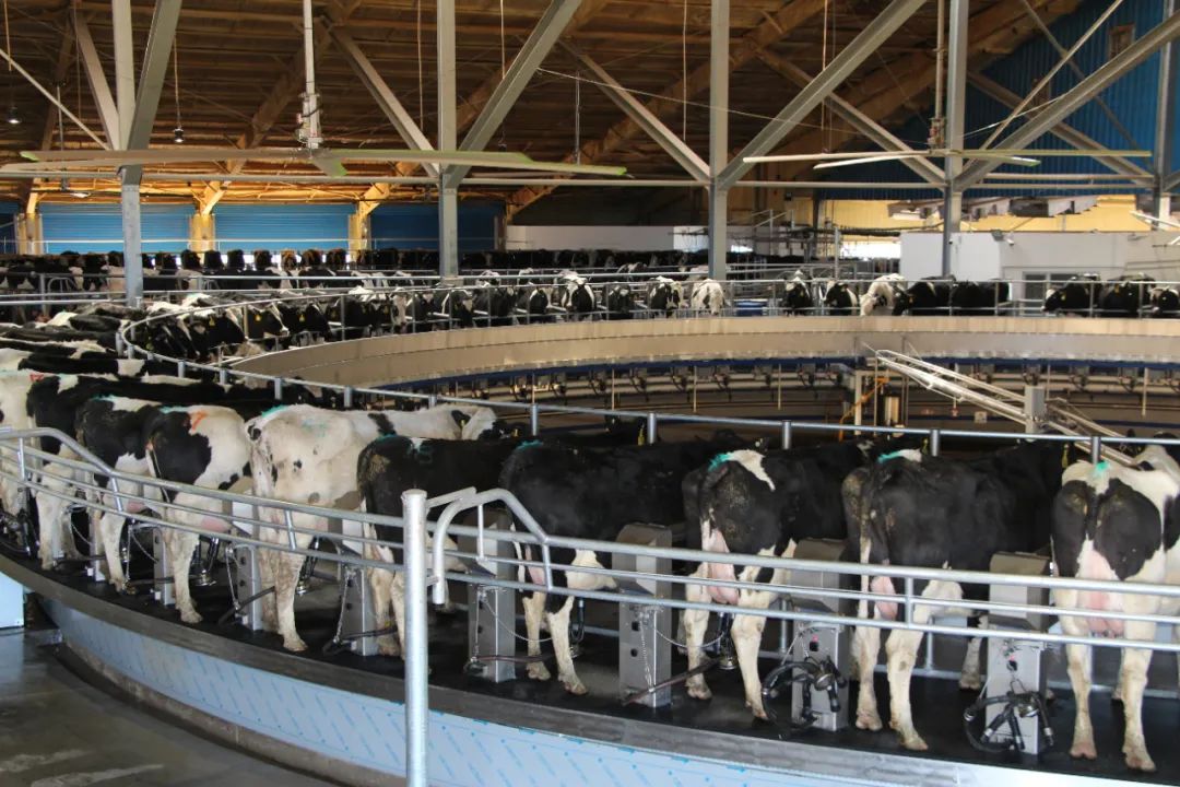 内蒙古赤峰天山的牛,通辽的牛和赤峰的牛区别