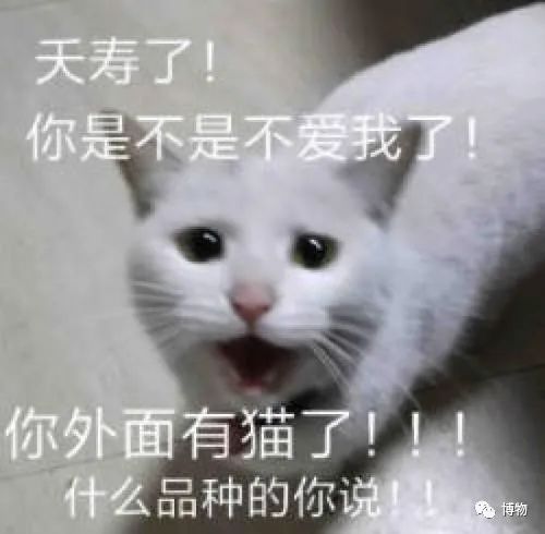 兔狲遇到大橘猫,橘猫面对野生兔狲