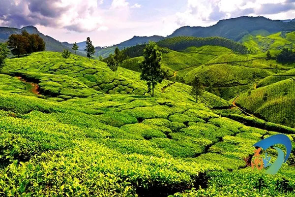 产业兴旺领航乡村振兴——平塘县特色农业产业发展综述