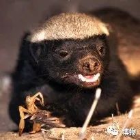 大蟒蛇跟蜜獾,蜜獾捕食大蟒蛇