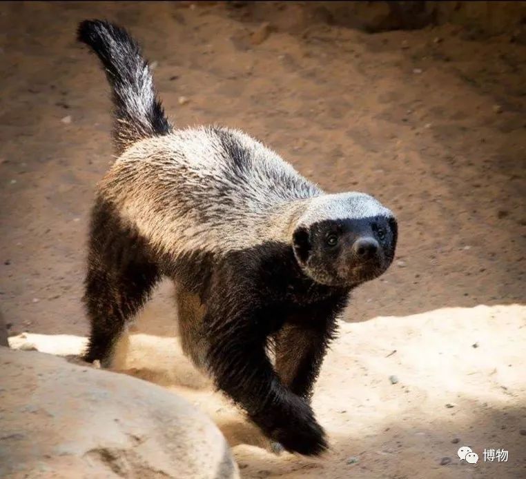 大蟒蛇跟蜜獾,蜜獾捕食大蟒蛇
