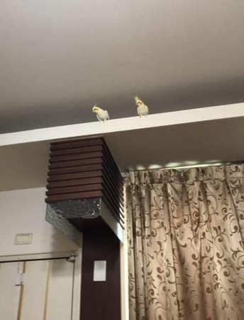 玄凤鹦鹉到家的第一天特别凶,玄凤鹦鹉饿了三天仍然怕人