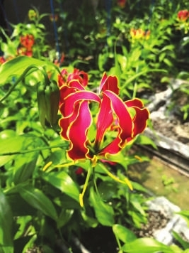 食用发酵食品安全吗？记者采访营养专家为你揭秘