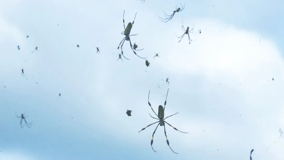 蜘蛛雨的形成,蜘蛛雨是什么样子