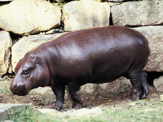 趣味科普小知识动物篇,有趣的动物科普小知识视频