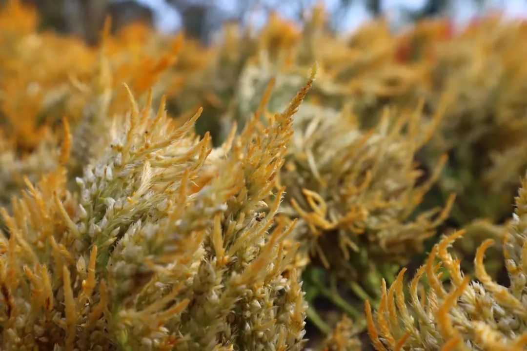 清北现在的情况,清北最新消息