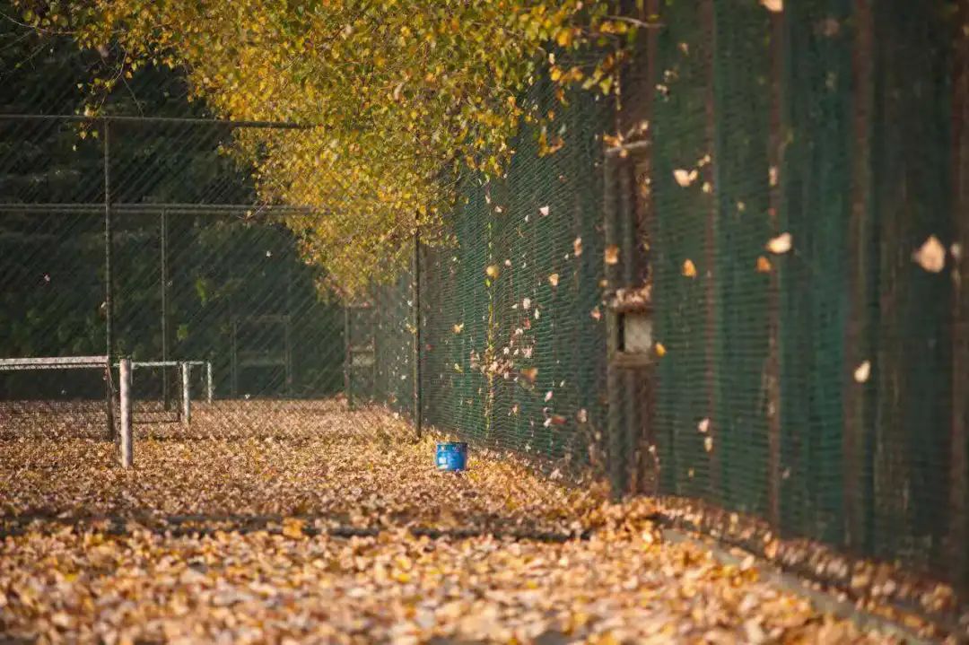 清北现在的情况,清北最新消息
