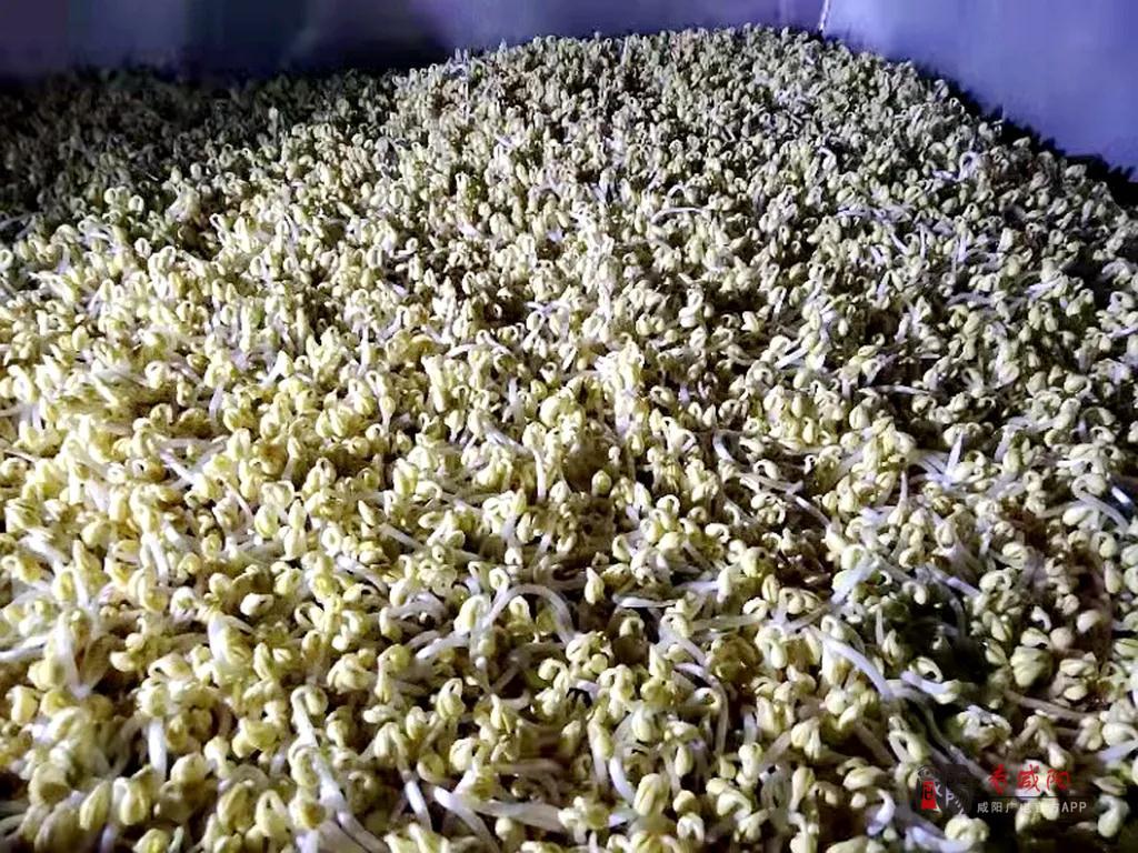 小豆芽，大能量！泾阳“*党**建+创业+金融”让贫困户有了稳定收益