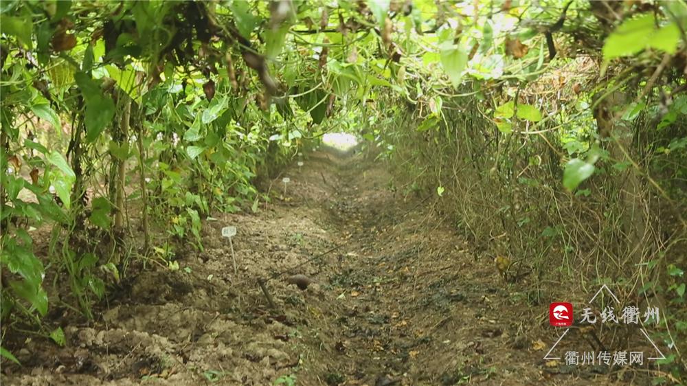 衢州传媒在线直播,衢州传媒网最新直播