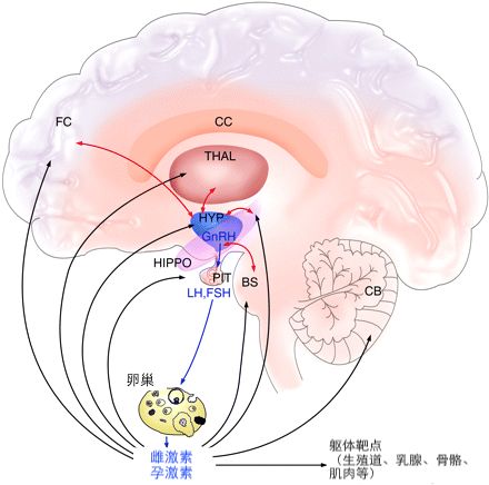 一孕傻三年确实不假,一孕傻三年这个说法存在吗
