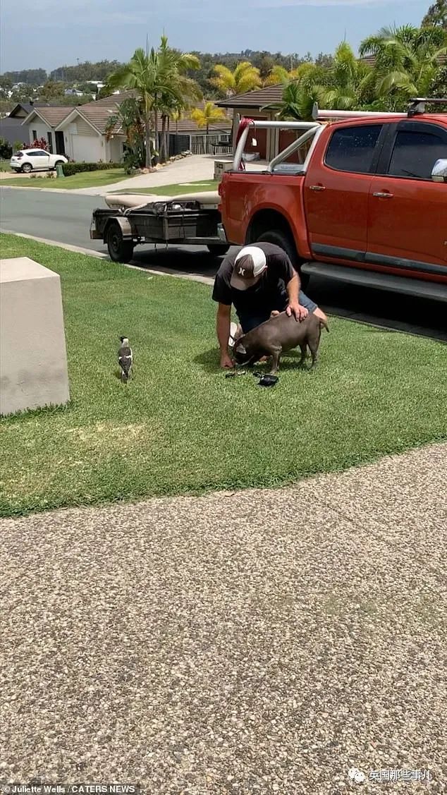 狗子把受伤的喜鹊当娃养，没怀过孕居然开始产奶