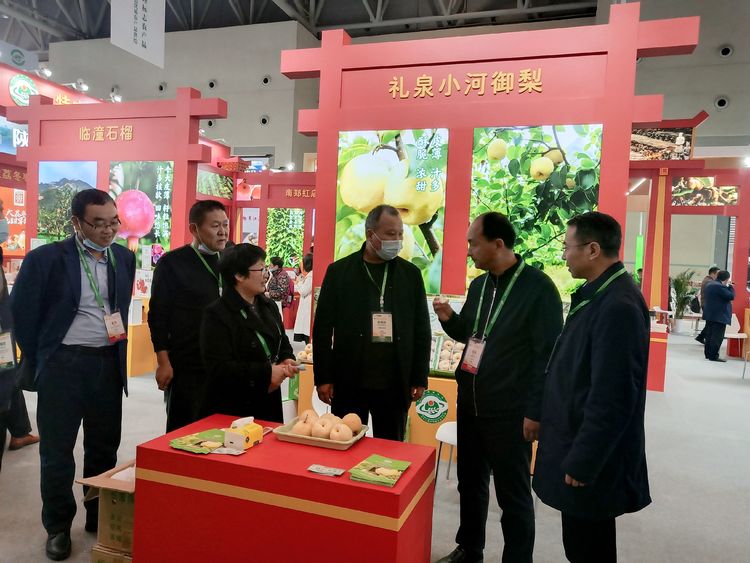 礼泉小河御梨最新消息,陕西礼泉苹果