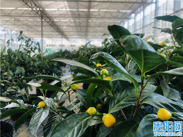 金花茶创新创业,金花茶产业铺就乡村振兴幸福路