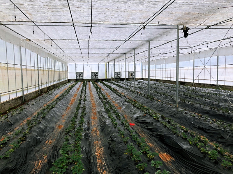 生态养鸭致富经历,生态水养殖致富案例