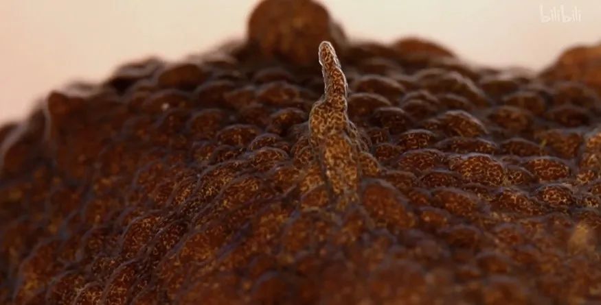 猫的咕噜声能缓解紧张吗,猫的咕噜噜声能够帮助长高吗