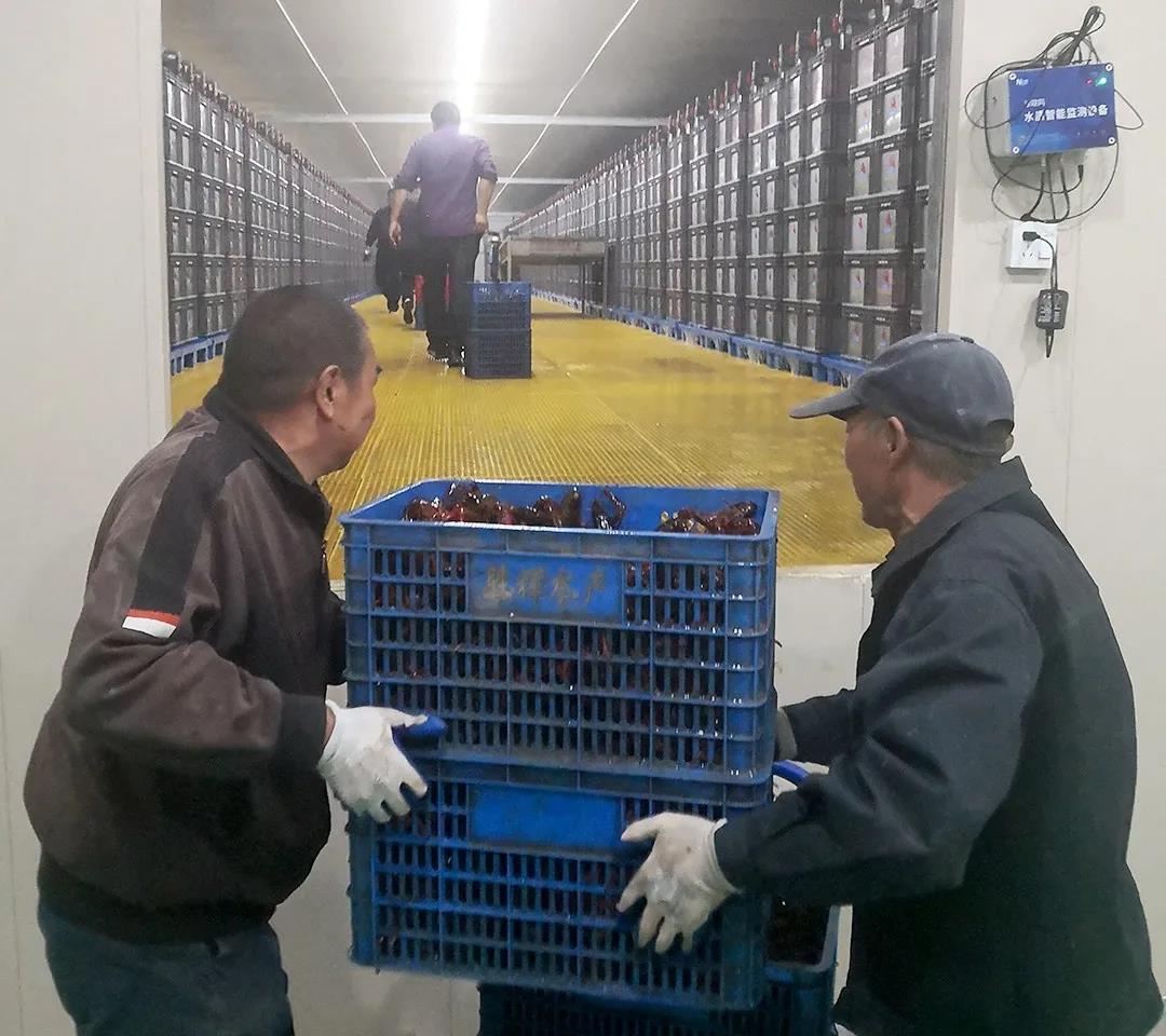 小龙虾离开水域能活吗,小龙虾离开水能活多少时间