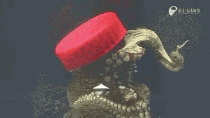 章鱼嘟嘴是真的吗,章鱼嘟嘟嘟