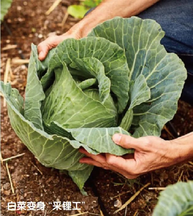 植物“采矿工”，你值得拥有