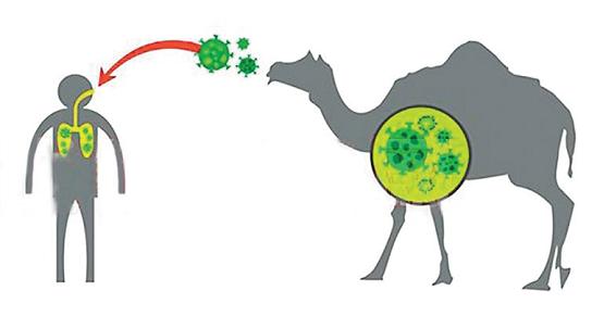 中东呼吸道综合征的传染方式,中东呼吸综合征和新型冠状病毒