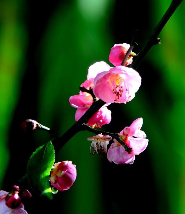 昆明春城风光秀,昆明春城秀小视频