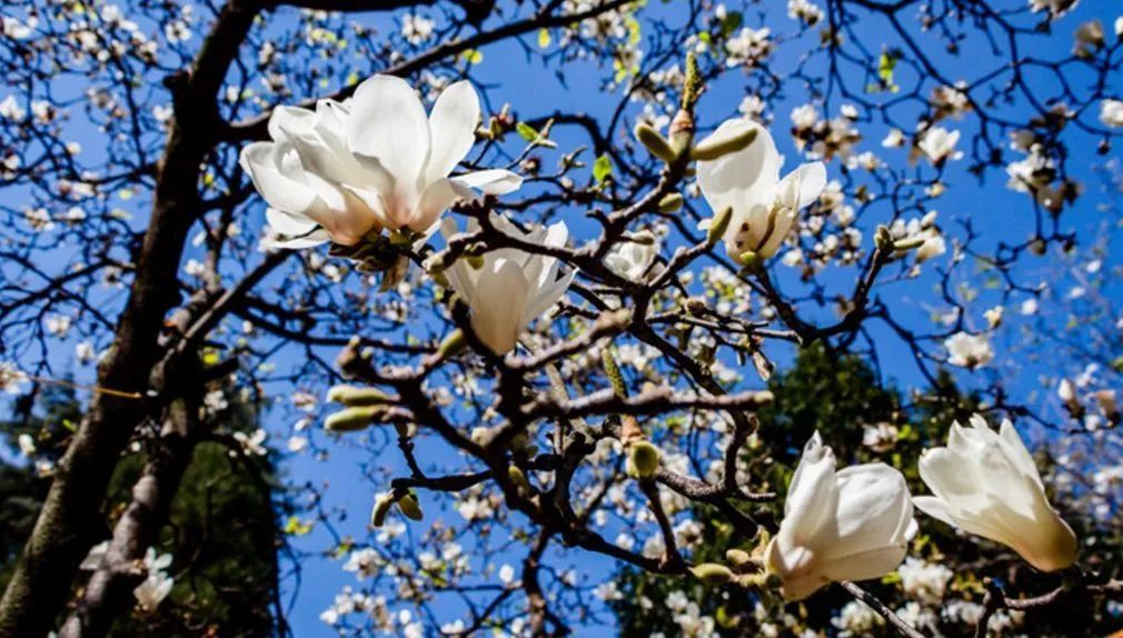 昆明春城风光秀,昆明春城秀小视频