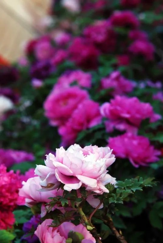 昆明春城风光秀,昆明春城秀小视频