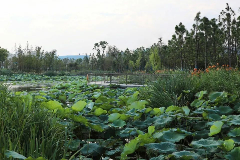 缓解城市热岛效应的措施,缓解城市热岛效应的有效建议