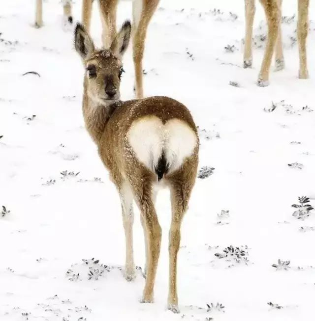 日本“性感小屁屁大赛”，300万网友围观点赞：屁屁虽好，不要贪摸哦