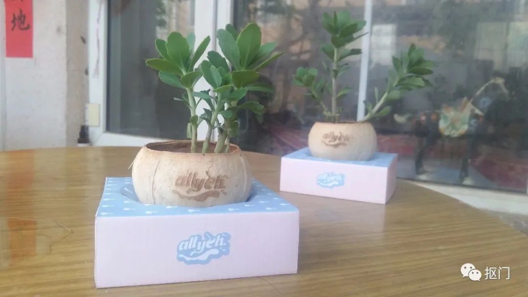 科普植物的用处,科普植物活动