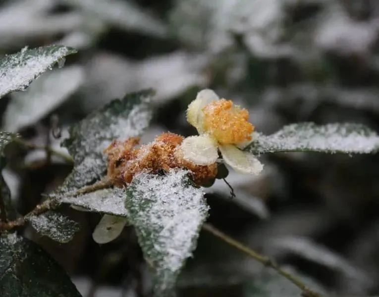 北海市11月8日气温,北海12月每日天气预报