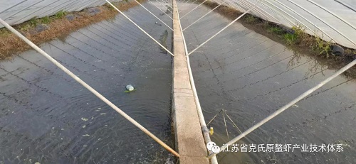 小龙虾冬季大棚暂养,小龙虾冬季养殖技术