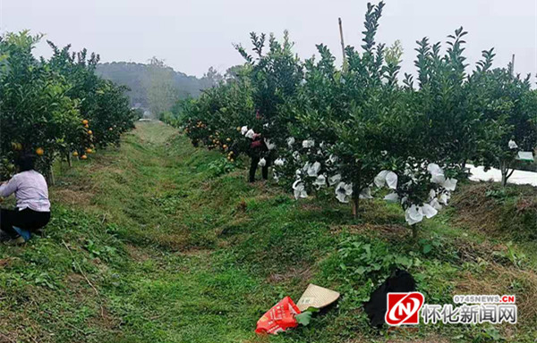 “柑”愿苍生享美味——怀化柑橘品改见闻录