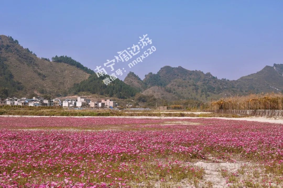 南宁赏花2022,赏花攻略南宁