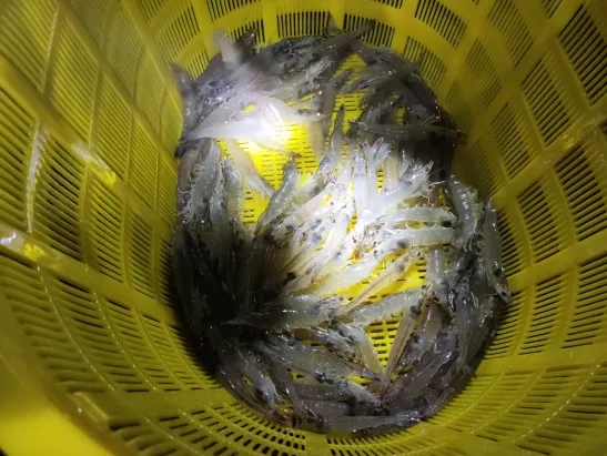 养虾高手养殖视频,养对虾高手经验