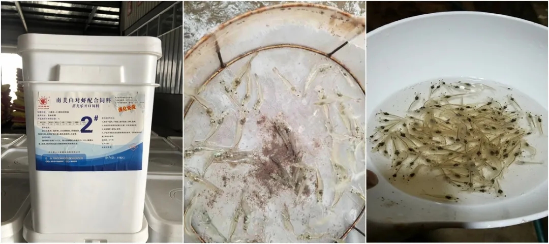 养虾高手养殖视频,养对虾高手经验