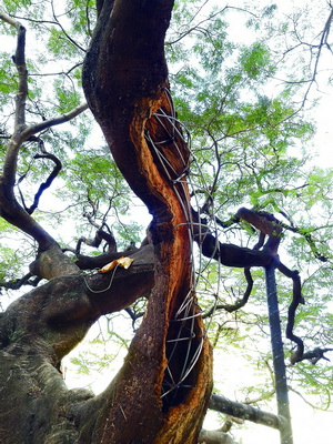 厦门的凤凰木,厦门凤凰木树