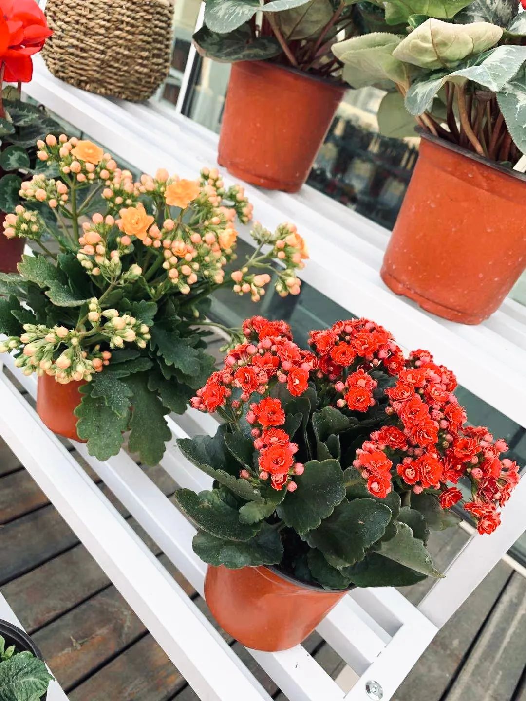 逛花市赏花灯,逛新春花市