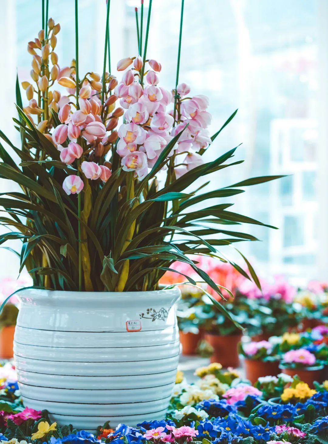 逛花市赏花灯,逛新春花市