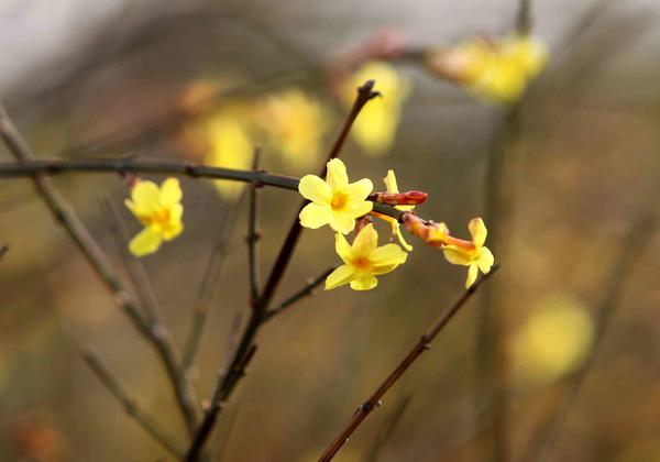 为何今年农历两个立春,为什么明年是双立春