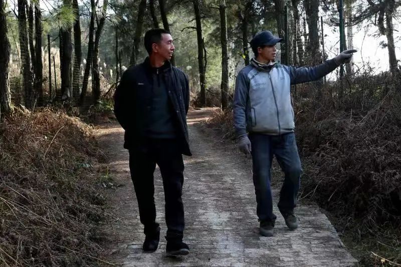 贵州黄平:林下经济产业旺,唱响“山”歌增收曲