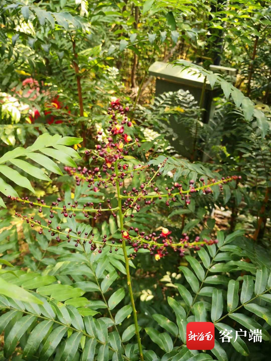 海南省濒危动物,海南省濒临灭绝药用植物